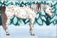 Horse Color:Liver Red Dun Appaloosa 