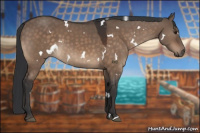Horse Color:White Spotted Brown Dun 