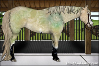 Horse Color:White Spotted Chocolate Palomino Ice Dun Sabino 