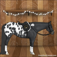 Horse Color:Black Appaloosa 