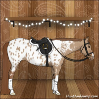 Horse Color:Red Dun Appaloosa Brindle 