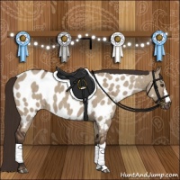 Horse Color:Liver Red Dun Appaloosa Brindle 