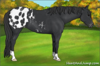Horse Color:Black Appaloosa
