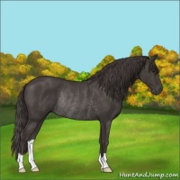 Horse Color:Smoky Black Rabicano 