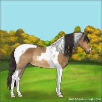 Horse Color:Buckskin Tobiano Rabicano 