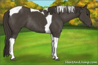 Horse Color:Smoky Black Tobiano Rabicano 