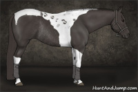 Horse Color:Smoky Black Tobiano Rabicano 