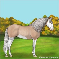 Horse Color:Silver Classic Champagne Splash Rabicano 