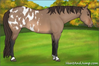 Horse Color:Bay Dun Appaloosa 