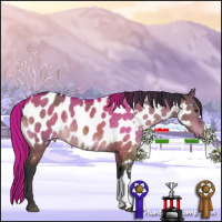 Horse Color:Brown Dun Near Leopard 