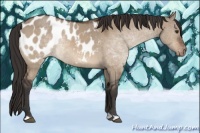 Horse Color:Brown Dun Appaloosa Rabicano 