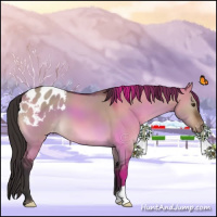 Horse Color:Brown Dun Appaloosa 