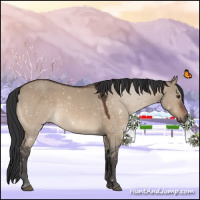 Horse Color:Brown Dun 