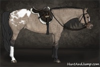 Horse Color:Brown Dun Appaloosa Brindle 