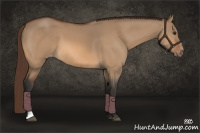 Horse Color:Bay Dun Appaloosa 