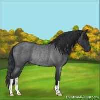 Horse Color:Unknown 