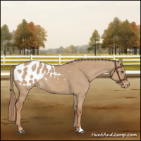 Horse Color:Red Dun Appaloosa Brindle 