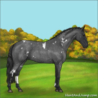 Horse Color:White Spotted Blue Roan 