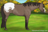 Horse Color:Liver Red Dun Appaloosa Brindle 