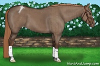 Horse Color:Liver Red Dun Appaloosa Brindle