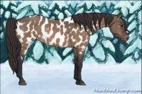 Horse Color:Brown Dun Near Leopard Brindle 