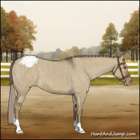 Horse Color:Chocolate Palomino Dun Mushroom Appaloosa Brindle 