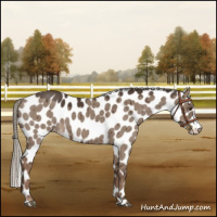 Horse Color:Liver Red Dun Mushroom Appaloosa Brindle 