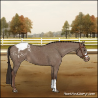 Horse Color:Liver Red Dun Mushroom Appaloosa Brindle