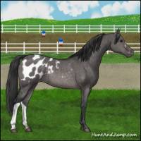 Horse Color:Platinum Brown Dun Appaloosa Brindle 