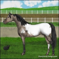 Horse Color:Platinum Brown Dun Snowcap Brindle 