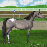 Horse Color:Platinum Bay Dun Appaloosa Brindle 