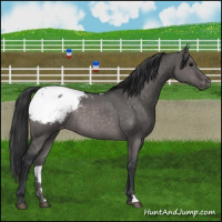 Horse Color:Platinum Brown Dun Appaloosa Brindle 