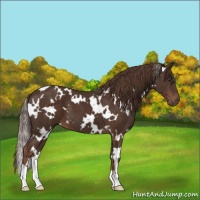 Horse Color:White Spotted Liver Chestnut 
