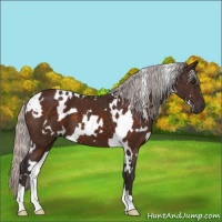 Horse Color:White Spotted Silver Brown 