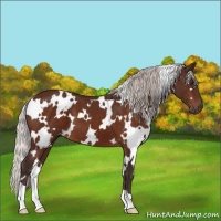 Horse Color:White Spotted Silver Brown 