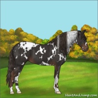 Horse Color:White Spotted Liver Chestnut 