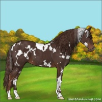 Horse Color:White Spotted Liver Chestnut 