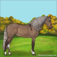 Horse Color:Silver Brown Dun 