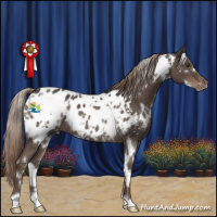 Horse Color:White Spotted Liver Chestnut Appaloosa Rabicano 