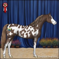 Horse Color:Liver Chestnut Sabino Appaloosa 