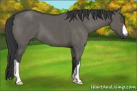 Horse Color:Grullo Brindle 
