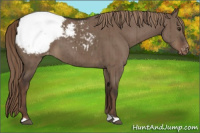 Horse Color:Liver Red Dun Appaloosa Brindle 