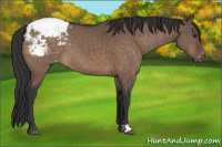 Horse Color:Brown Dun Appaloosa Brindle 