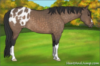 Horse Color:Brown Dun Appaloosa Brindle 
