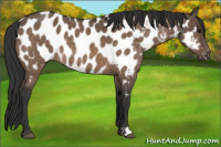Horse Color:Brown Dun Appaloosa Brindle 