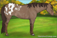 Horse Color:Liver Red Dun Appaloosa Brindle 