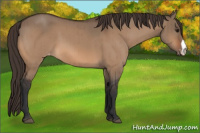 Horse Color:Bay Dun Appaloosa Brindle 