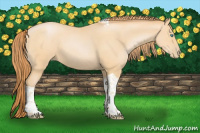 Horse Color:Buckskin Pearl Tobiano 