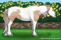 Horse Color:Brown Roan Pearl Splash Tobiano 
