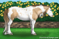Horse Color:Buckskin Pearl Splash Tobiano 